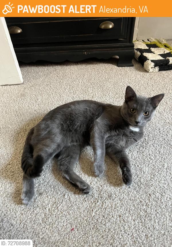 Found/Stray Male Cat last seen St. Rita's Church, Alexandria, VA 22301