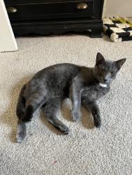 Found/Stray Male Cat last seen St. Rita's Church, Alexandria, VA 22301