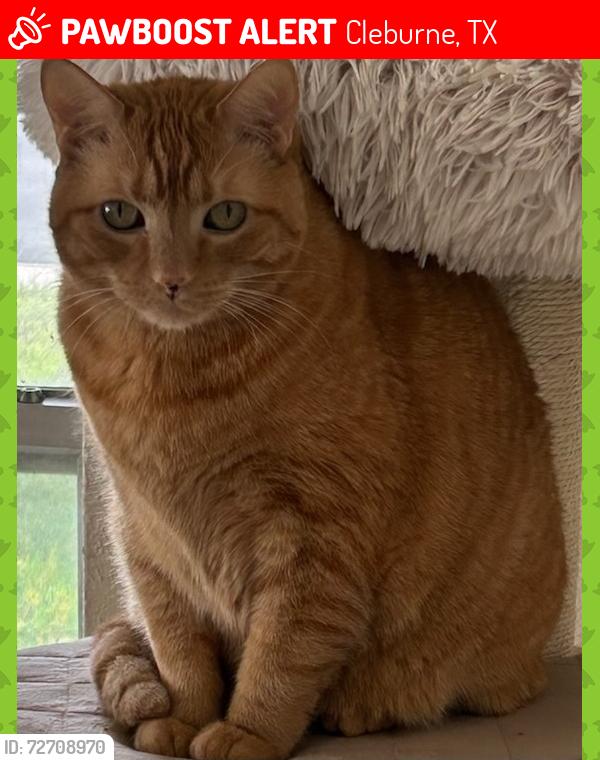 Lost Male Cat last seen Between Toftree Drive and Honey Bee Drive. Cleburne Texas, Cleburne, TX 76033