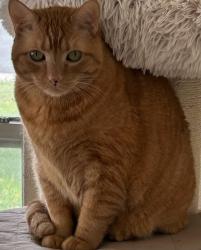 Lost Male Cat last seen Between Toftree Drive and Honey Bee Drive. Cleburne Texas, Cleburne, TX 76033