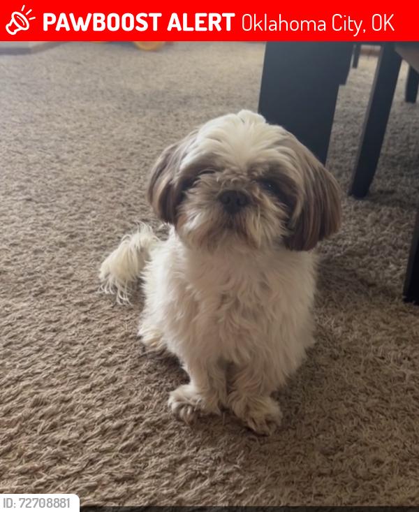 Lost Male Dog last seen 104th St SW and Kingsridge Dr (in between Western and Pennsylvania) , Oklahoma City, OK 73170