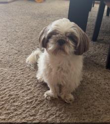 Lost Male Dog last seen 104th St SW and Kingsridge Dr (in between Western and Pennsylvania) , Oklahoma City, OK 73170