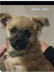 Lost Female Dog last seen Lampiter drive, mundijong rd, Mardella, WA 6125