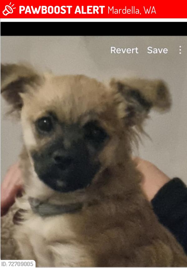 Lost Female Dog last seen Lampiter drive, mundijong rd, Mardella, WA 6125