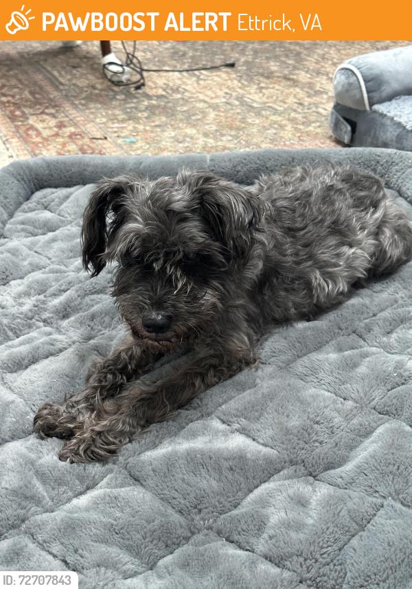 Found/Stray Female Dog last seen Eagle Cove, River Road, Ettrick, VA 23803