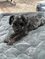 Found/Stray Female Dog last seen Eagle Cove, River Road, Ettrick, VA 23803