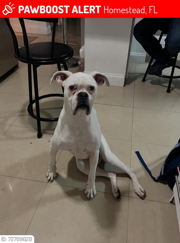Lost Female Dog last seen Near st 293rd st, Homestead, FL 33033