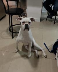 Lost Female Dog last seen Near st 293rd st, Homestead, FL 33033