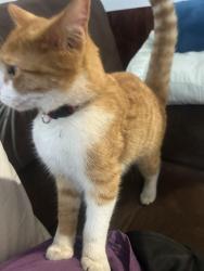 Found/Stray Unknown Cat last seen Near Tioga Park, Beaumont, CA 92223