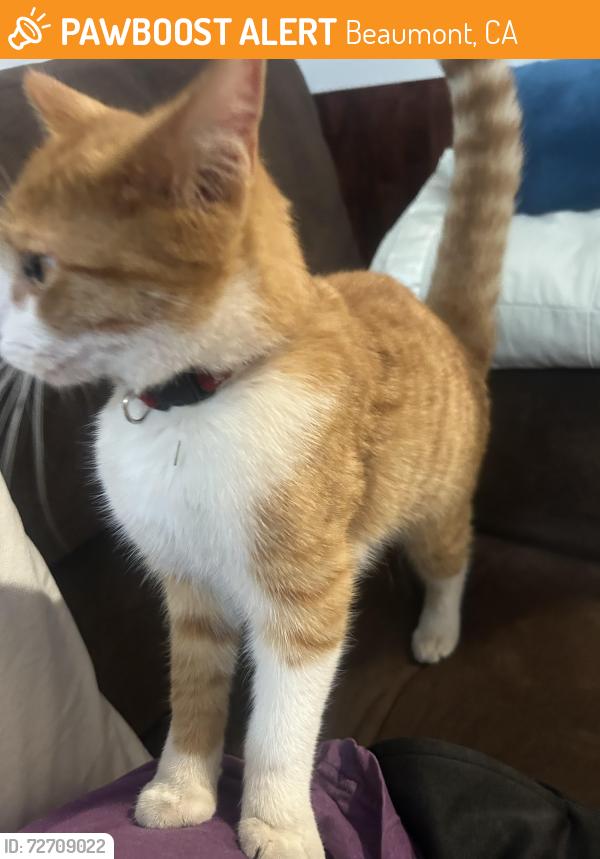 Found/Stray Unknown Cat last seen Near Tioga Park, Beaumont, CA 92223