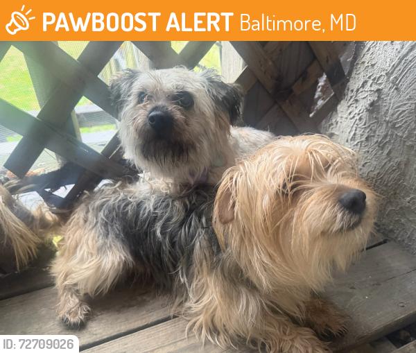 Found/Stray Unknown Dog last seen White lock, Baltimore, MD 21217