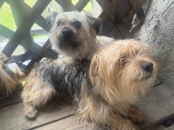 Found/Stray Unknown Dog last seen White lock, Baltimore, MD 21217