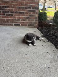 Found/Stray Male Cat last seen Inverness drive , Indianapolis, IN 46237