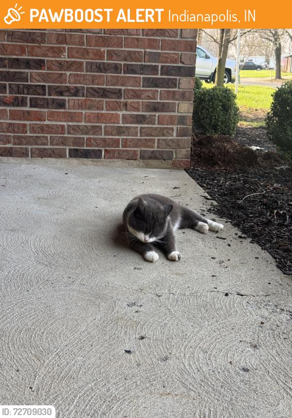 Found/Stray Male Cat last seen Inverness drive , Indianapolis, IN 46237