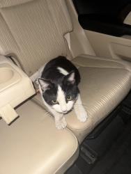 Found/Stray Unknown Cat last seen Near W 78th Pl Arvada, CO  80005 United States, Arvada, CO 80005