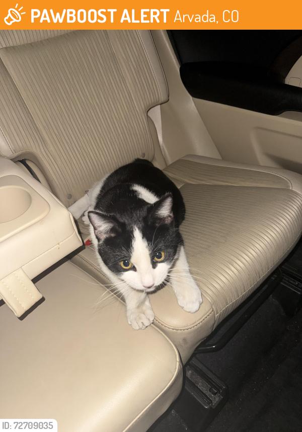 Found/Stray Unknown Cat last seen Near W 78th Pl Arvada, CO  80005 United States, Arvada, CO 80005