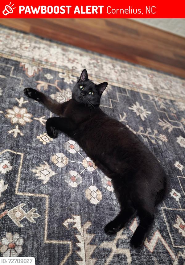 Lost Male Cat last seen Floral Lane near Willow Pond and Smith Circle Intersection, Cornelius, NC 28031