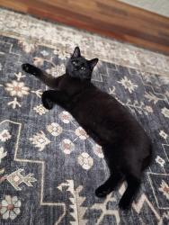 Lost Male Cat last seen Floral Lane near Willow Pond and Smith Circle Intersection, Cornelius, NC 28031