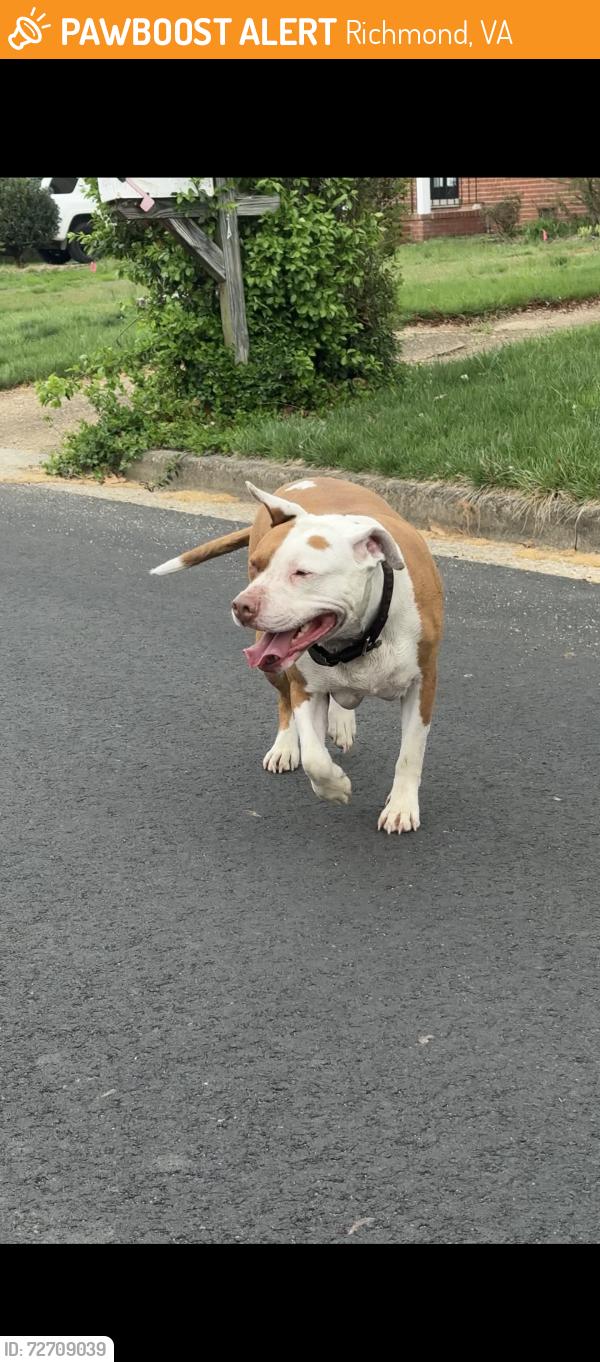 Found/Stray Female Dog last seen Girard Ave & Pamela Dr, Richmond, VA 23229