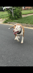 Found/Stray Female Dog last seen Girard Ave & Pamela Dr, Richmond, VA 23229