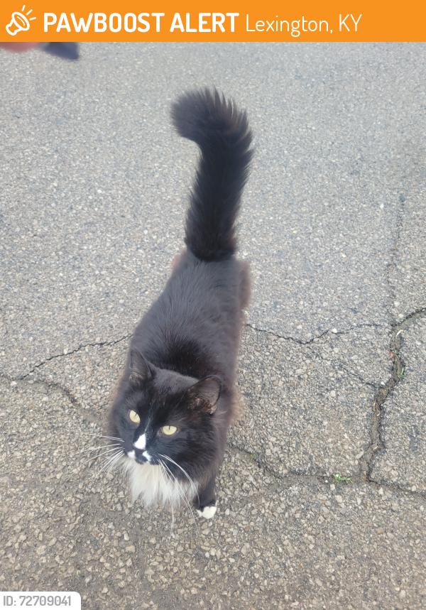 Found/Stray Male Cat last seen Cambridge Nursing  , Lexington, KY 40504