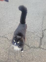 Found/Stray Male Cat last seen Cambridge Nursing  , Lexington, KY 40504