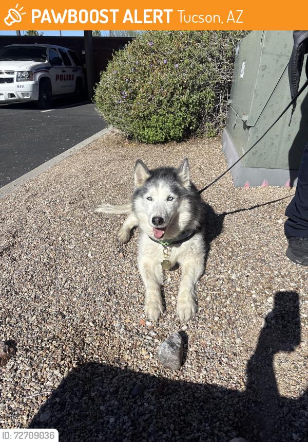 Found/Stray Unknown Dog last seen Banner-UMC, Tucson, AZ 85719