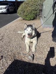 Found/Stray Unknown Dog last seen Banner-UMC, Tucson, AZ 85719
