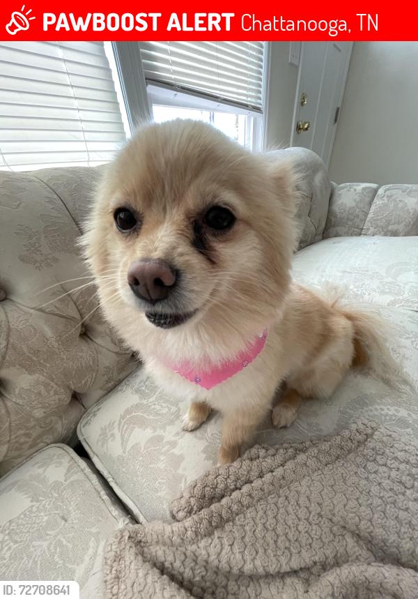 Lost Female Dog last seen Near Bonny oaks dr, Chattanooga, TN 37421
