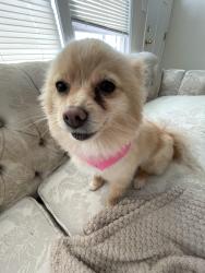 Lost Female Dog last seen Near Bonny oaks dr, Chattanooga, TN 37421