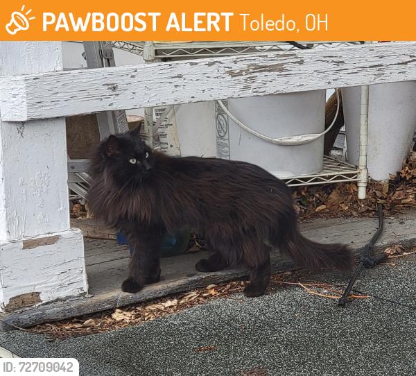 Found/Stray Unknown Cat last seen Collingwood and Virgina, Toledo, OH 43620