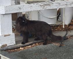 Found/Stray Unknown Cat last seen Collingwood and Virgina, Toledo, OH 43620