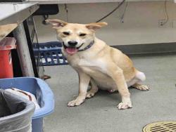 Shelter Stray Male Dog last seen MAIN ST, Carlsbad, CA 92011