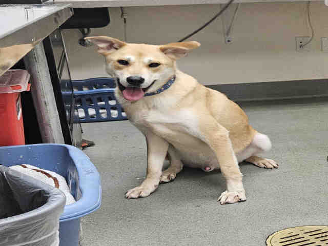 Shelter Stray Male Dog last seen MAIN ST, Carlsbad, CA 92011