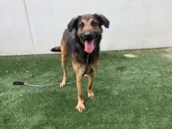 Shelter Stray Female Dog last seen , Chatsworth, CA 91311