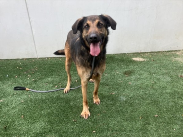 Shelter Stray Female Dog last seen , Chatsworth, CA 91311