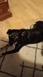 Lost Male Dog last seen Ridgeview Rd, and Wise Springs near Three Ridges Golf Course. , Knoxville, TN 37918