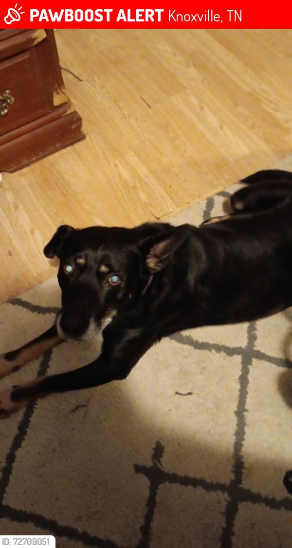 Lost Male Dog last seen Ridgeview Rd, and Wise Springs near Three Ridges Golf Course. , Knoxville, TN 37918