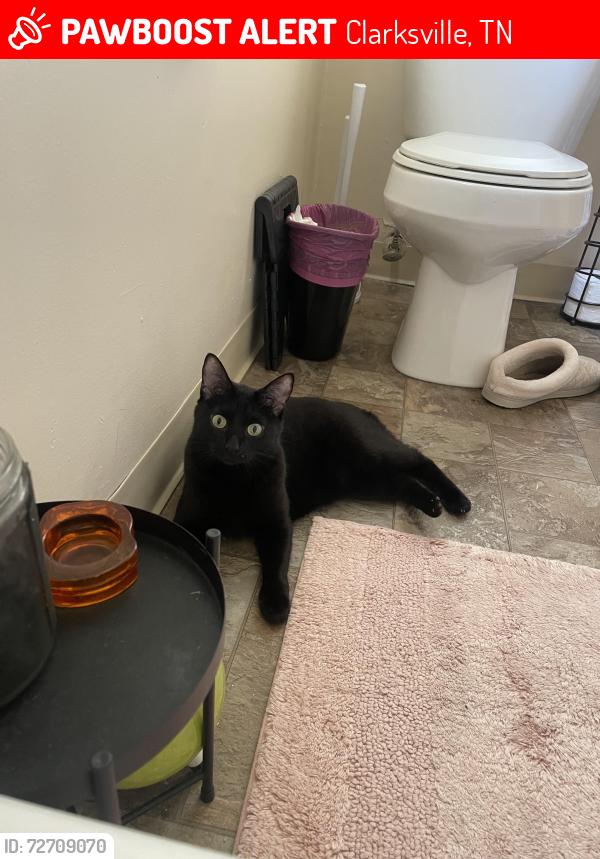 Lost Female Cat last seen 101st, Ft Campbell Blvd, behind big Walmart in neighborhood, Clarksville, TN 37042
