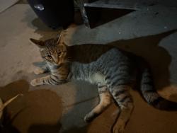 Found/Stray Male Cat last seen Latitude 360, McAllen, TX 78501