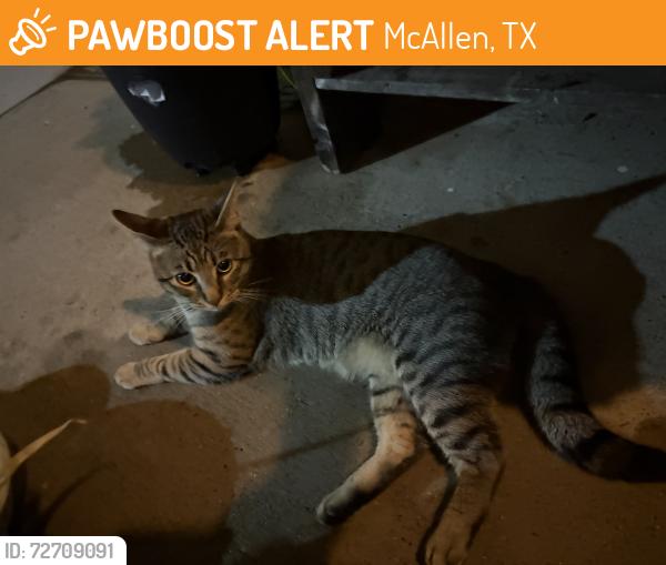 Found/Stray Male Cat last seen Latitude 360, McAllen, TX 78501