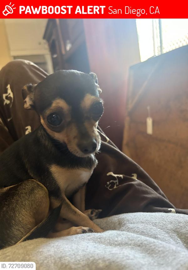 Lost Female Dog last seen Near weaver st, San Diego, CA 92114
