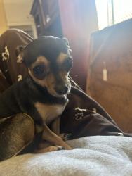 Lost Female Dog last seen Near weaver st, San Diego, CA 92114
