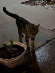 Found/Stray Male Cat last seen Latitude 360, McAllen, TX 78501