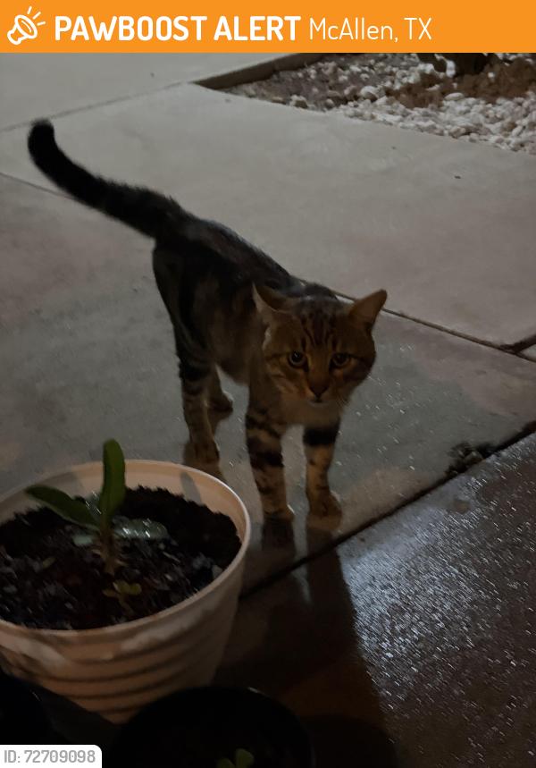 Found/Stray Male Cat last seen Latitude 360, McAllen, TX 78501
