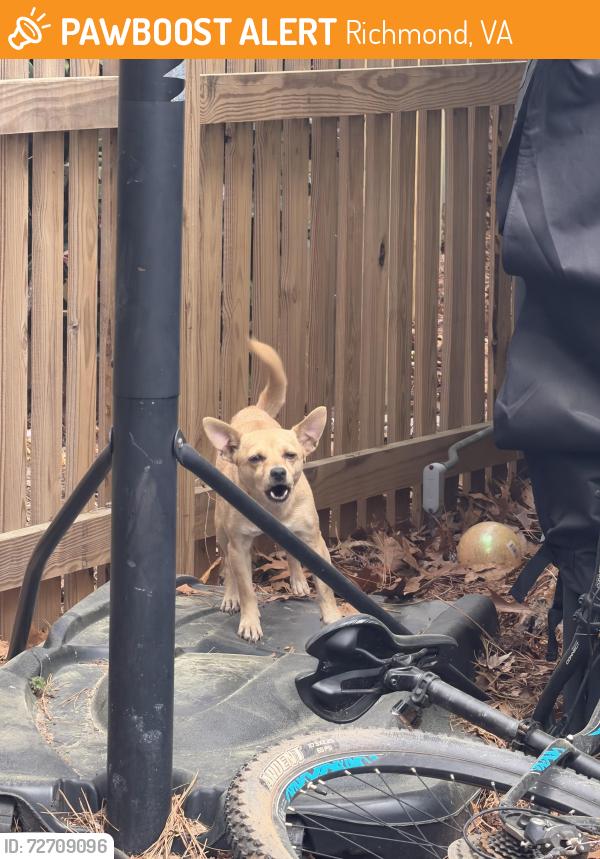 Found/Stray Unknown Dog last seen Westover Hills, Richmond, VA 23225