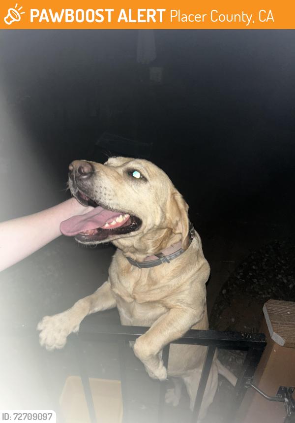 Found/Stray Female Dog last seen Bell Rd x Cramer Rd, Placer County, CA 95602