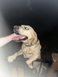 Found/Stray Female Dog last seen Bell Rd x Cramer Rd, Placer County, CA 95602