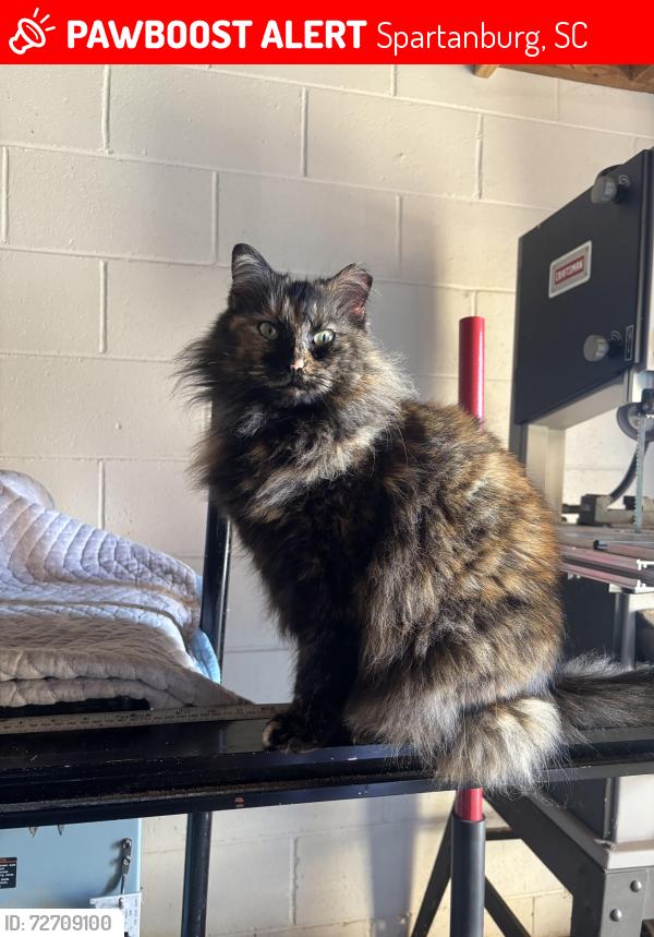 Lost Female Cat last seen Warren Abernathy, Upward Stars, Spartanburg, SC 29301