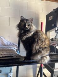Lost Female Cat last seen Warren Abernathy, Upward Stars, Spartanburg, SC 29301